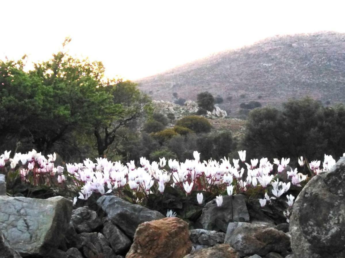Tilos Island House Megálon Choríon Dış mekan fotoğraf