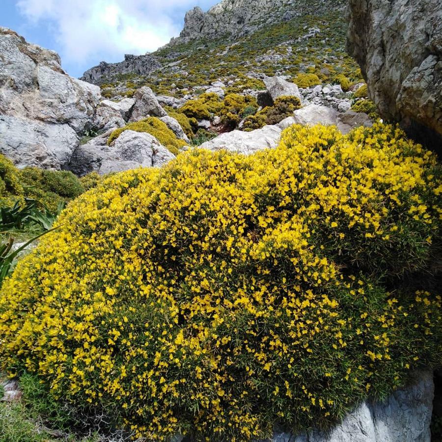 Tilos Island House Megálon Choríon Dış mekan fotoğraf